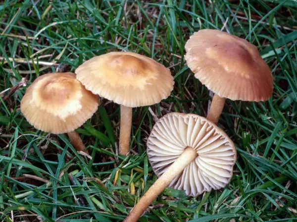 Фото из энциклопедии грибов.