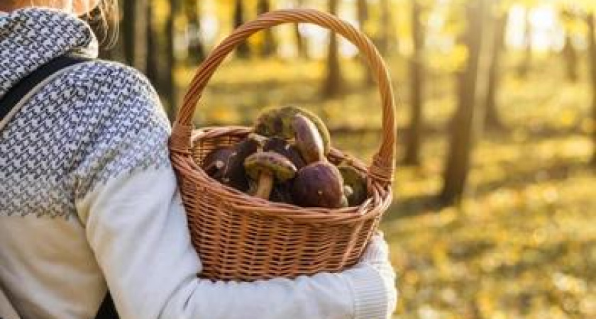 Лес предложено считать подсобным хозяйством