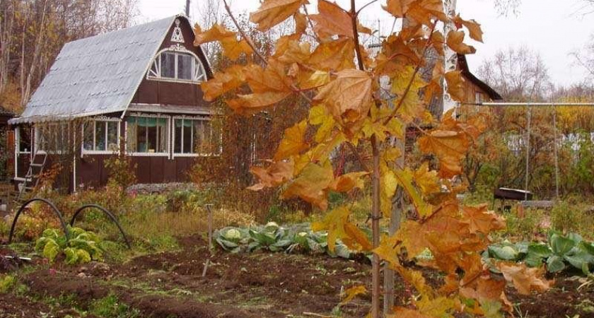 Лунный календарь садовода и огородника на ноябрь